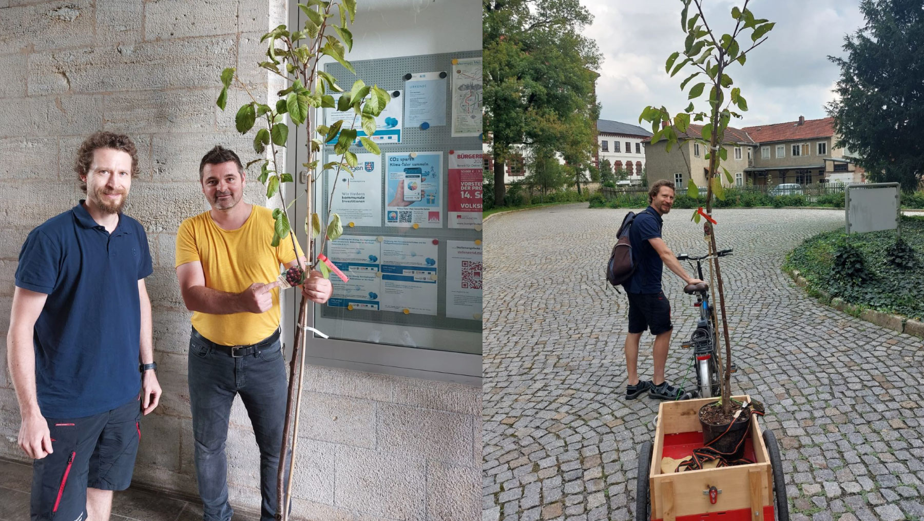 Ein Obstbaum für den Garten