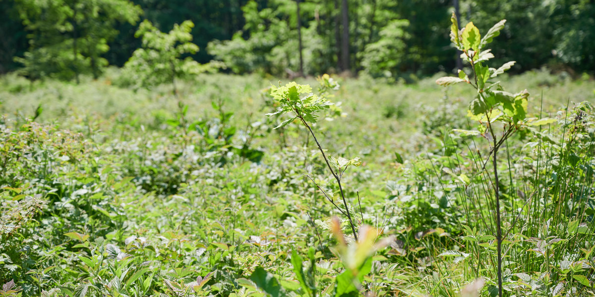 Bäume pflanzen mit I Plant A Tree